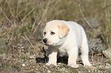 LABRADOR 616